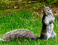 Gray squirrel