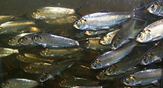 Alewives