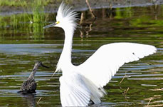 Snowy egret