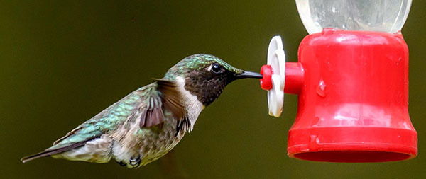 Ruby-throated hummingbird courtesy of Jim Yates