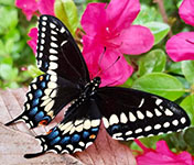 Black swallowtail butterfly