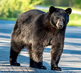 Black bear