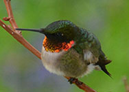 Ruby-throated hummingbird