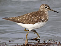 Solitary sandpiper