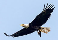 Bald eagle