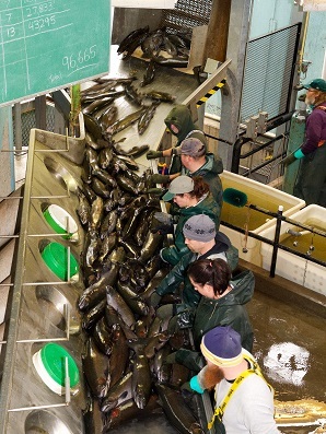 DEC staff at hatchery