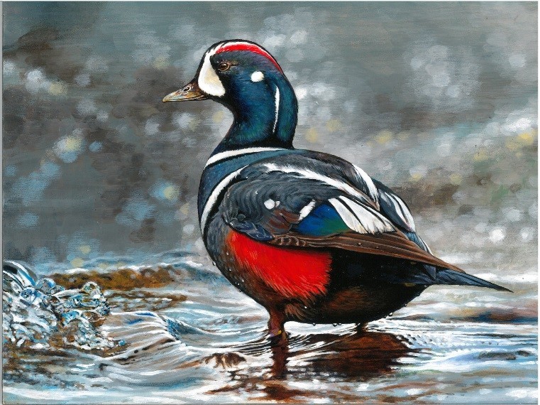 Painting of a harlequin duck by Nicole Jeon. 