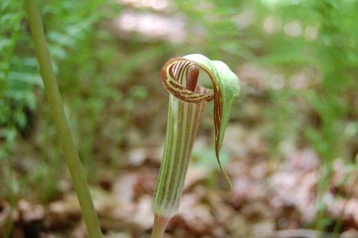 close up photograph of a jack-in-the-pulpit plant