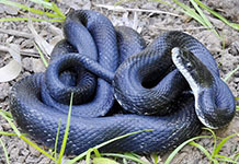 Eastern rat snake