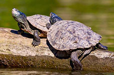 Map turtles