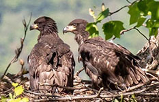 Bald eagles