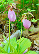 Pink lady slipper