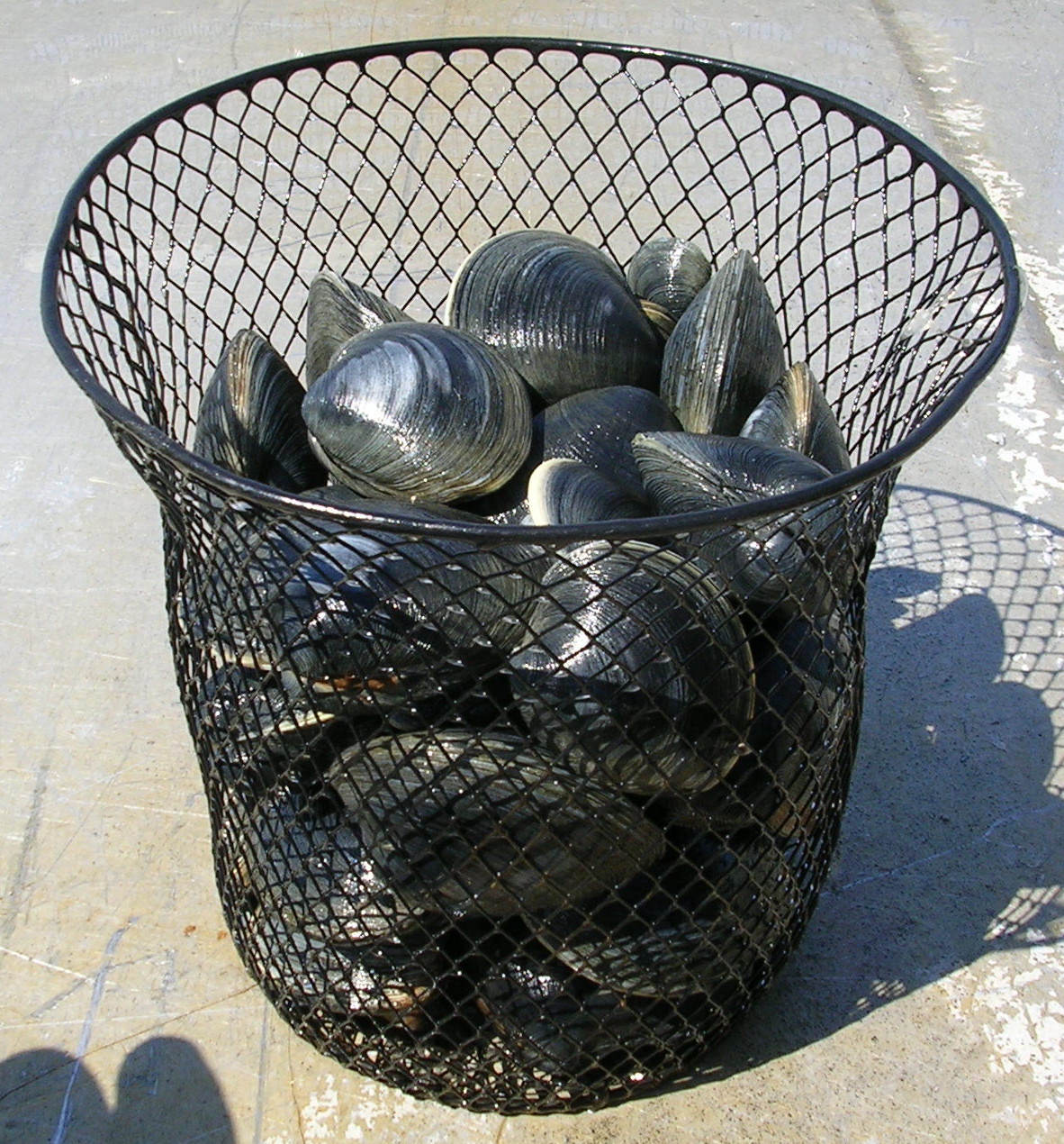 Clams in mesh bucket that prevent standing water