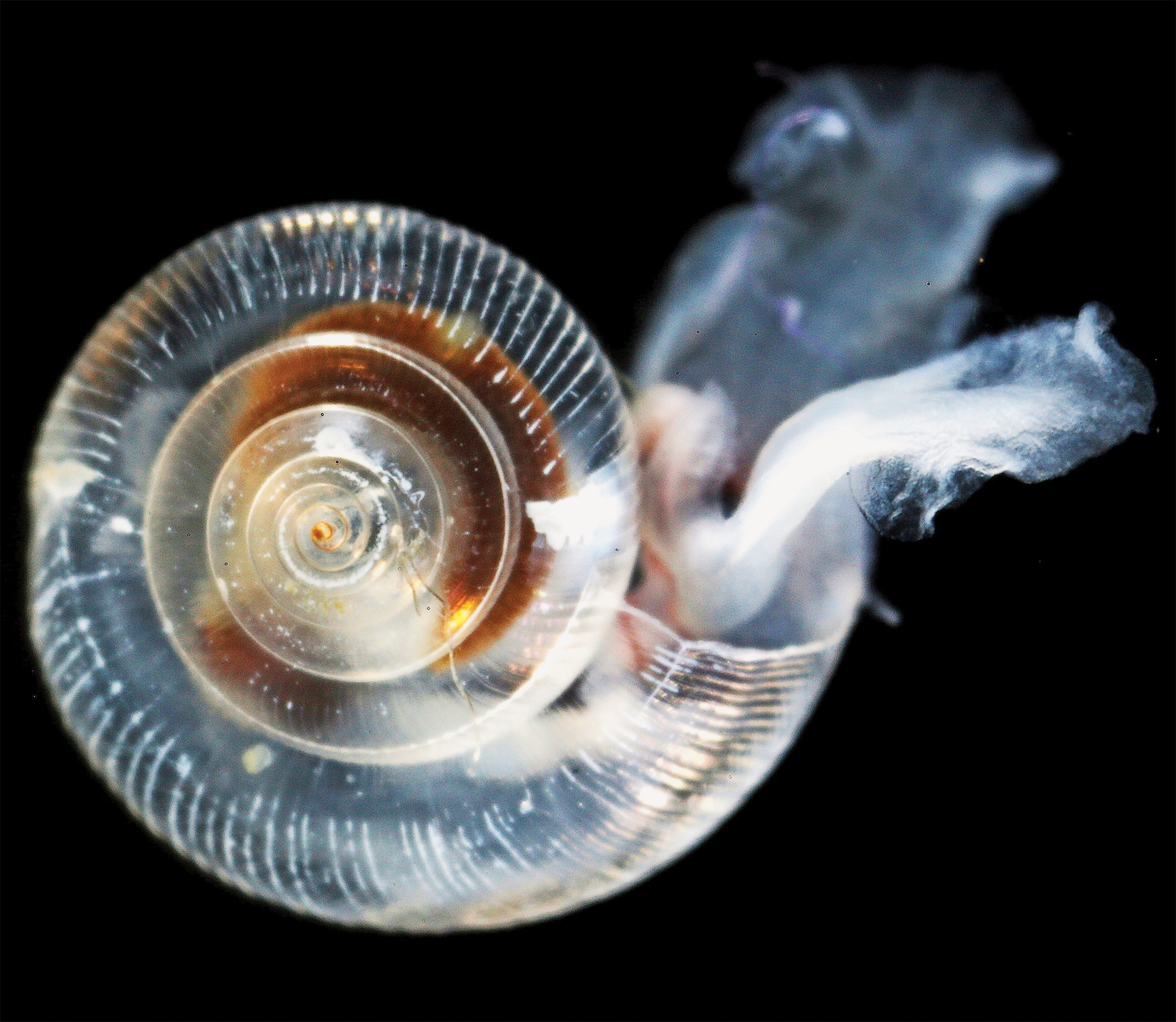 Pteropod showing effects of ocean acidification