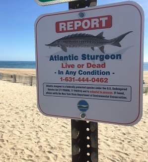 Atlantic sturgeon sign on beach