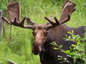 bull moose standing behind foliage