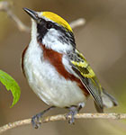 Chestnut-sided warbler