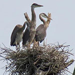 Great blue heron (w/nestlings)