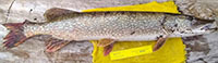 Northern pike