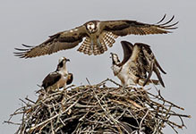 Osprey with nestlings