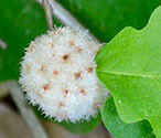 Wool sower gall