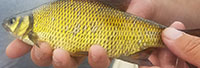 Golden shiner
