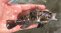 Black sea bass