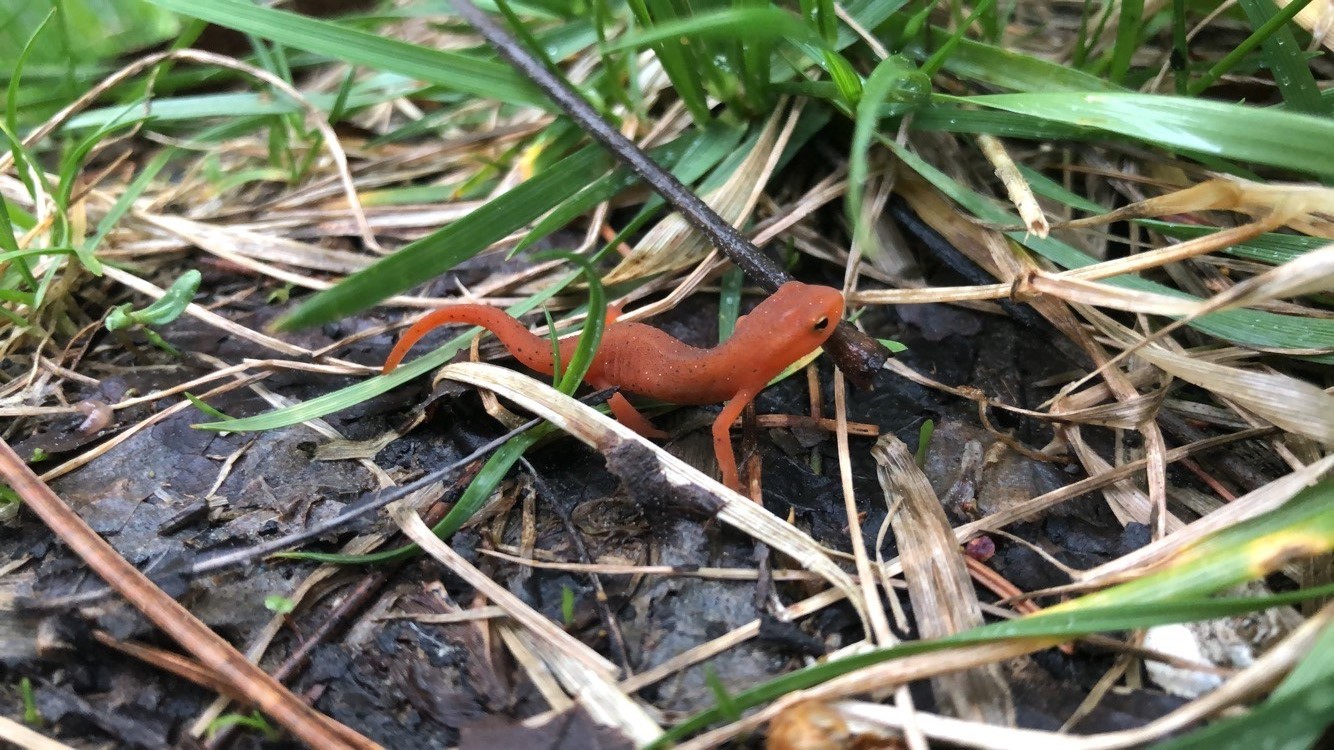 Red Eft
