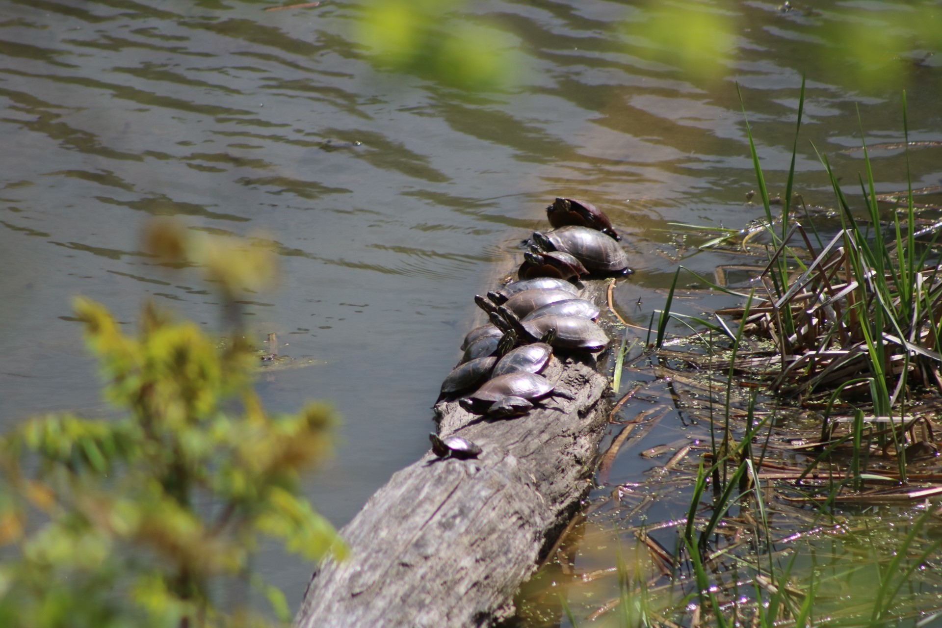 Turltes on Log