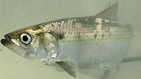 Hickory shad