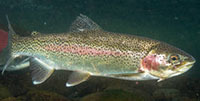 Rainbow trout