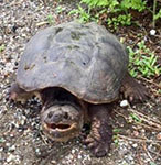 Snapping turtle