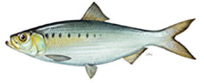 Hickory shad