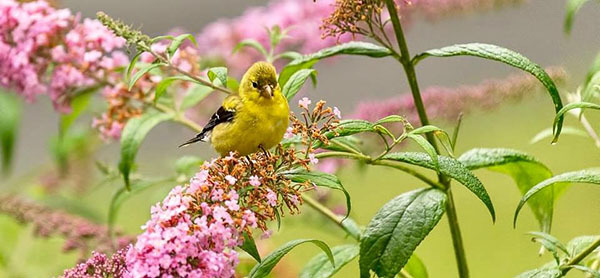 American goldfinch courtesy of Sheila Bogart
