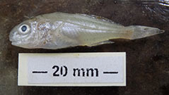 Atlantic croaker