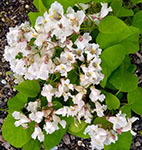 Northern catalpa