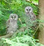 Barred owls