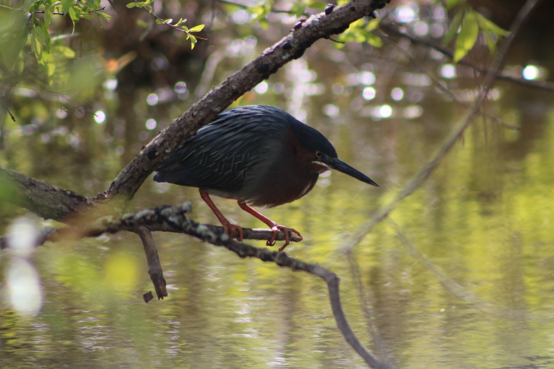 Green Heron