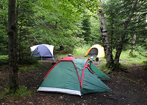 Primitive tent site in forest