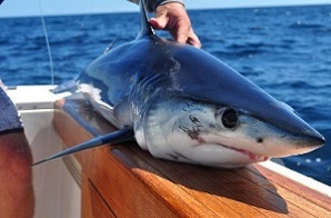photo of shortfin mako shark