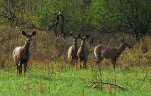 group of deer in field