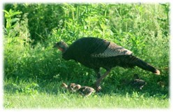 Hen turkey and her poults walking through green vegetation. 