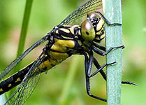 Southern Pygmy Clubtail Dragonfly