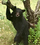 Black bear