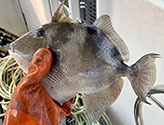 Gray triggerfish