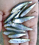 River herring