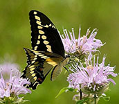 Giant swallowtail 