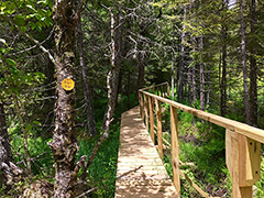 The completed wooden bridge crossing a trail to provide hikers access