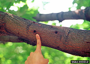 Exit holes created by an Asian longhorned beetle
