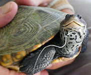 Diamondback terrapin